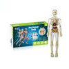 Human Anatomy – Apprendre et découvrir – Kit modèle du corps humain