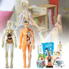 Human Anatomy – Apprendre et découvrir – Kit modèle du corps humain