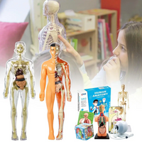 Thumbnail for Human Anatomy – Apprendre et découvrir – Kit modèle du corps humain