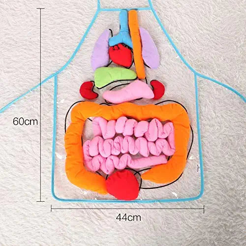 Anatomy Apron™ - Explorer le corps de manière interactive - Tablier d'anatomie humaine