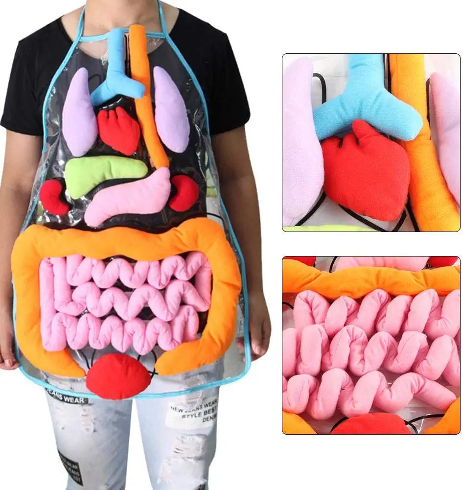 Anatomy Apron™ - Explorer le corps de manière interactive - Tablier d'anatomie humaine