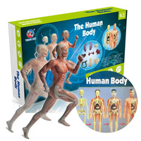 Thumbnail for Human Anatomy – Apprendre et découvrir – Kit modèle du corps humain