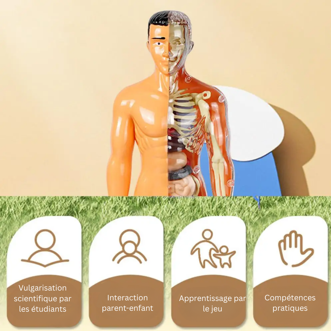 Human Anatomy – Apprendre et découvrir – Kit modèle du corps humain