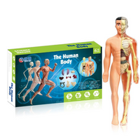Thumbnail for Human Anatomy – Apprendre et découvrir – Kit modèle du corps humain