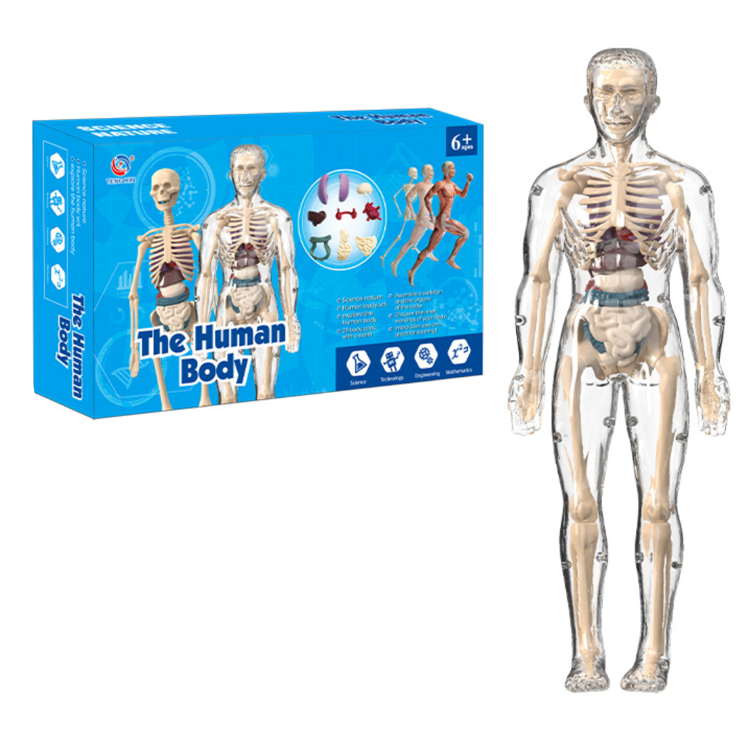 Human Anatomy – Apprendre et découvrir – Kit modèle du corps humain