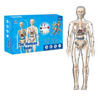 Thumbnail for Human Anatomy – Apprendre et découvrir – Kit modèle du corps humain